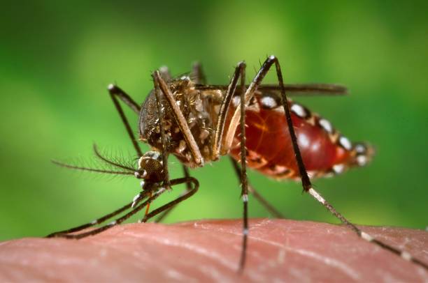 Arranca la campaña de prevención contra el Dengue en Bouwer
